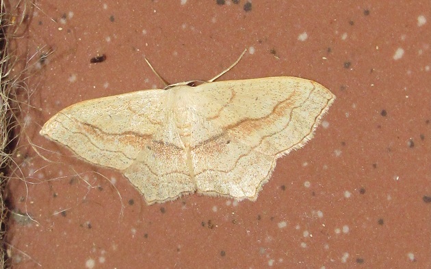 Scopula imitaria (Geometridae)